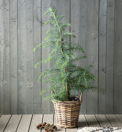 Sedertre 60 cm Sedertre 60 cm